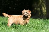 NORFOLK TERRIER 034